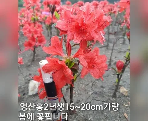 구매하고 후회없는 영산홍 완전좋아!!!